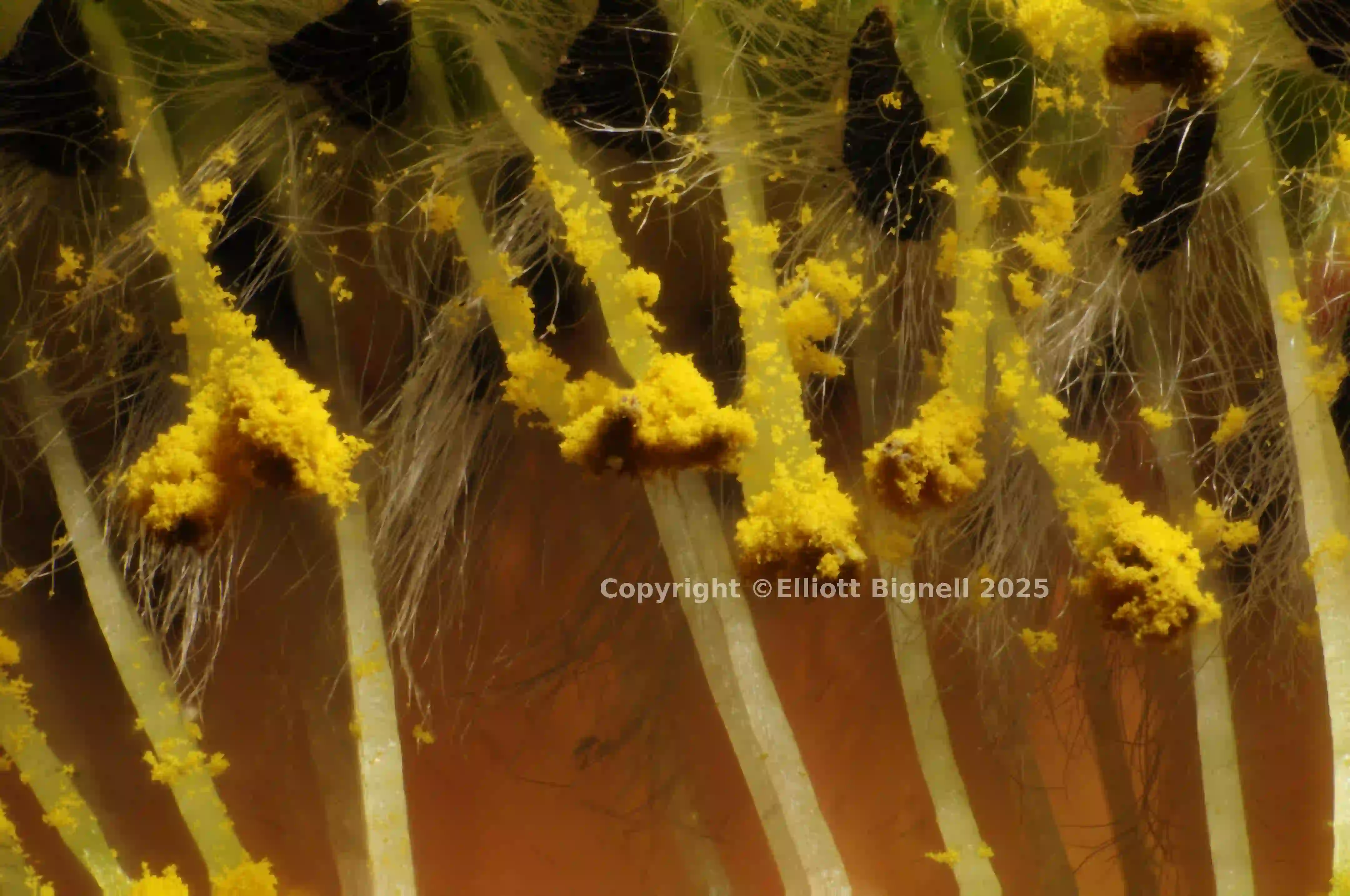 2014-03-25-14.38.09 ZS PMax.jpg